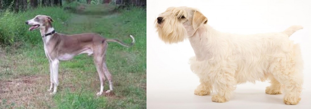 Sealyham Terrier vs Mudhol Hound - Breed Comparison