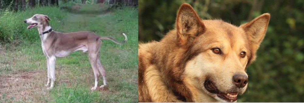 Seppala Siberian Sleddog vs Mudhol Hound - Breed Comparison