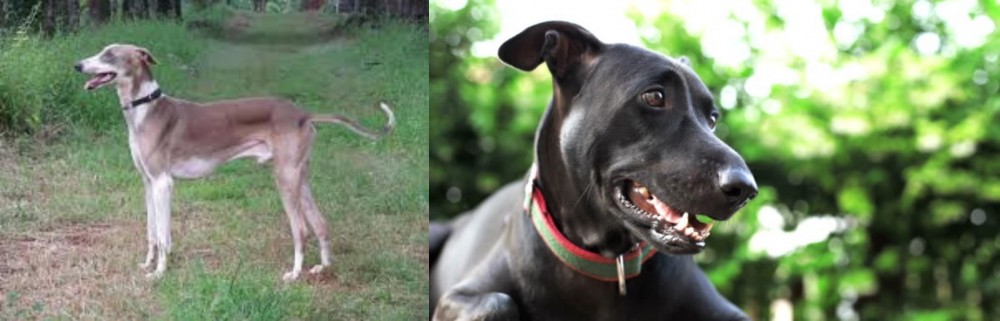 Shepard Labrador vs Mudhol Hound - Breed Comparison