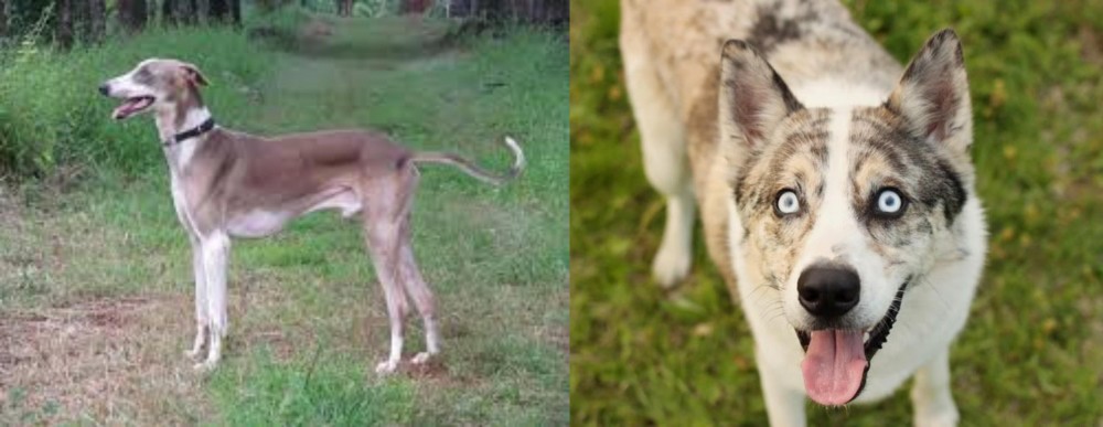 Shepherd Husky vs Mudhol Hound - Breed Comparison