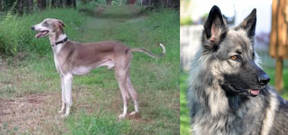Shiloh Shepherd vs Mudhol Hound - Breed Comparison