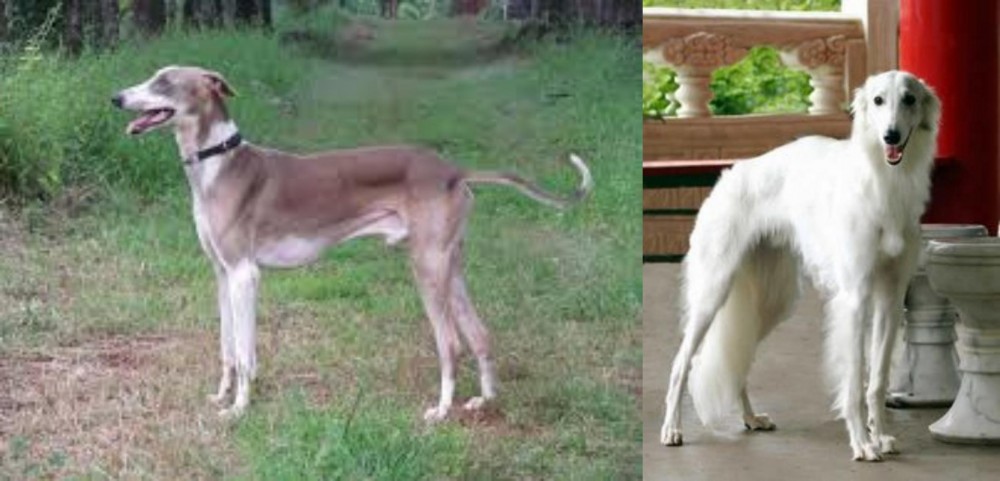 Silken Windhound vs Mudhol Hound - Breed Comparison