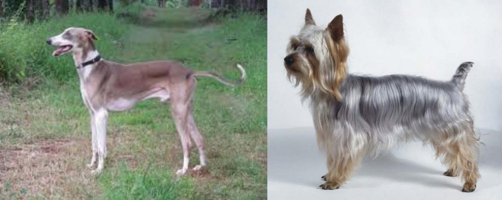 Silky Terrier vs Mudhol Hound - Breed Comparison