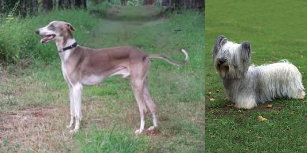 Skye Terrier vs Mudhol Hound - Breed Comparison