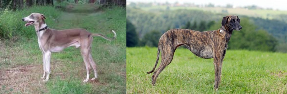 Sloughi vs Mudhol Hound - Breed Comparison
