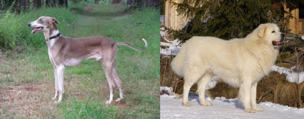 Slovak Cuvac vs Mudhol Hound - Breed Comparison