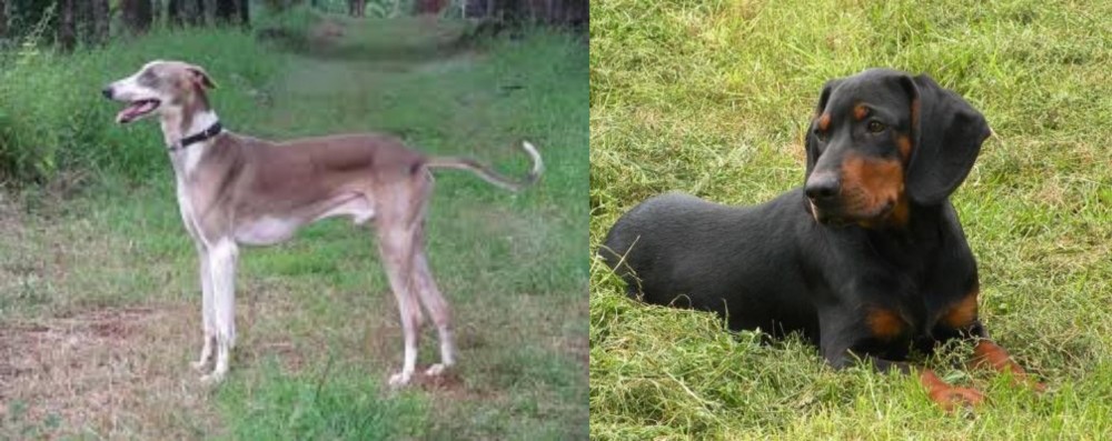 Slovakian Hound vs Mudhol Hound - Breed Comparison