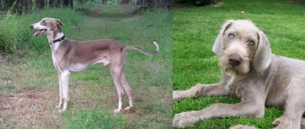 Slovakian Rough Haired Pointer vs Mudhol Hound - Breed Comparison