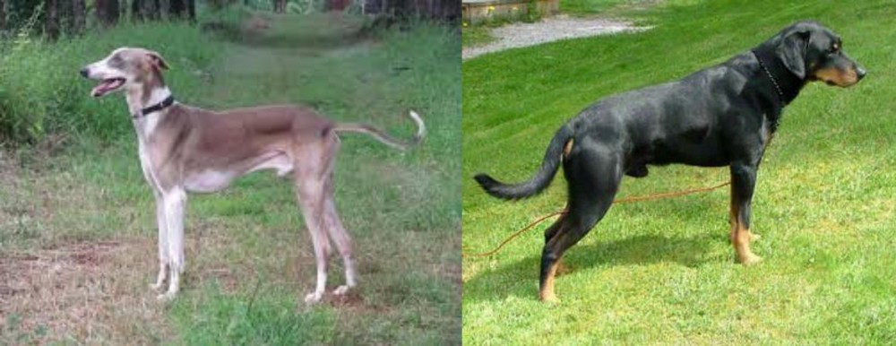Smalandsstovare vs Mudhol Hound - Breed Comparison