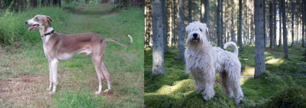 Soft-Coated Wheaten Terrier vs Mudhol Hound - Breed Comparison