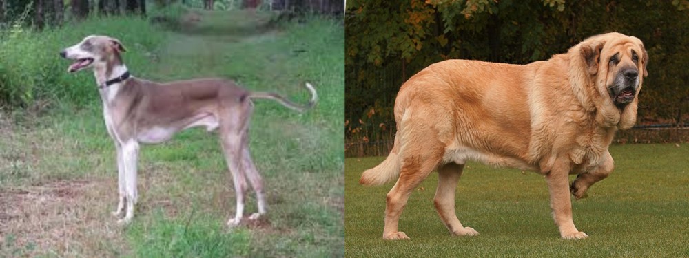 Spanish Mastiff vs Mudhol Hound - Breed Comparison