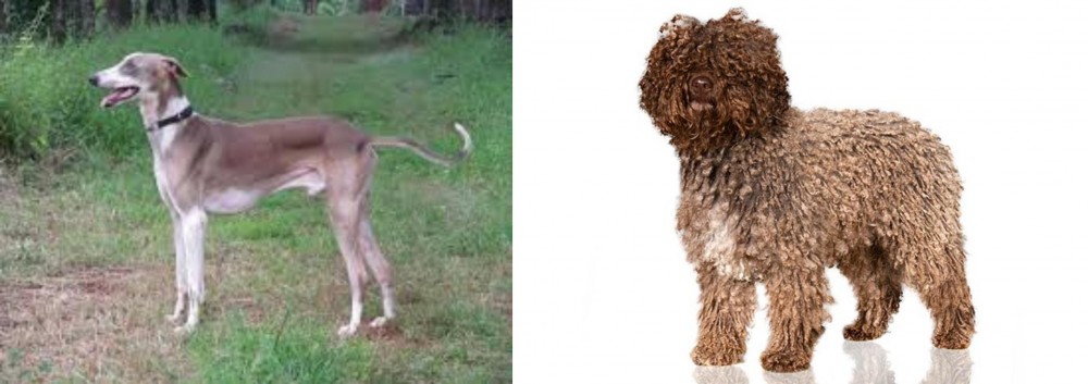 Spanish Water Dog vs Mudhol Hound - Breed Comparison
