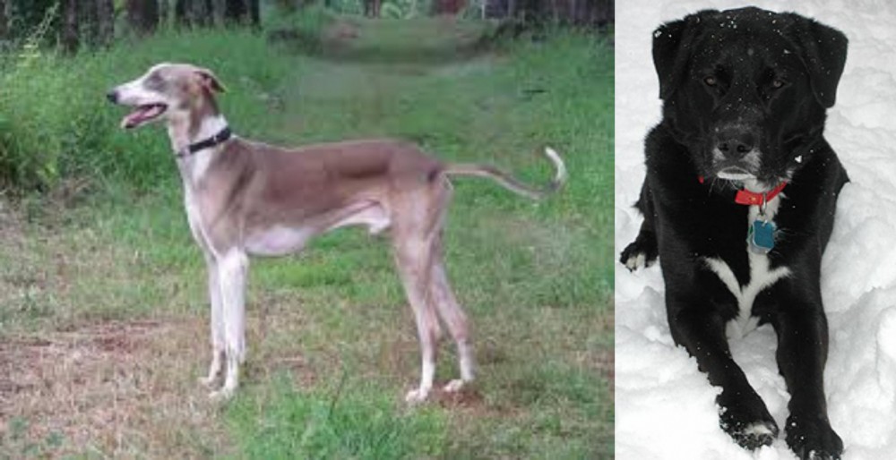 St. John's Water Dog vs Mudhol Hound - Breed Comparison