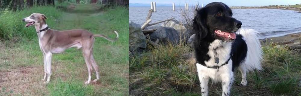 Stabyhoun vs Mudhol Hound - Breed Comparison