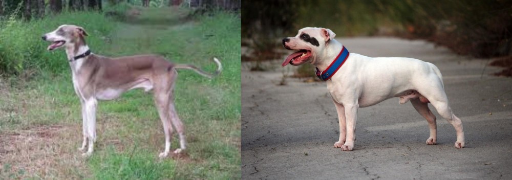 Staffordshire Bull Terrier vs Mudhol Hound - Breed Comparison