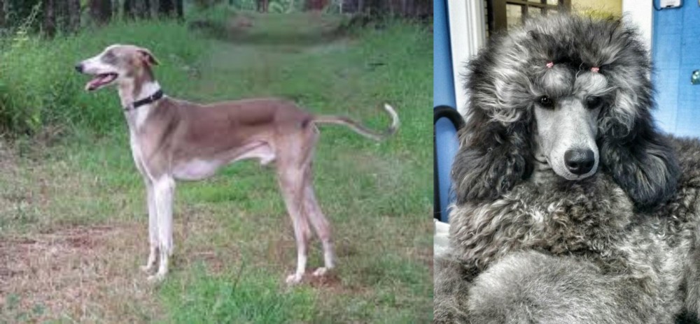 Standard Poodle vs Mudhol Hound - Breed Comparison