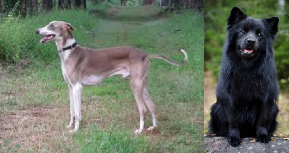 Swedish Lapphund vs Mudhol Hound - Breed Comparison