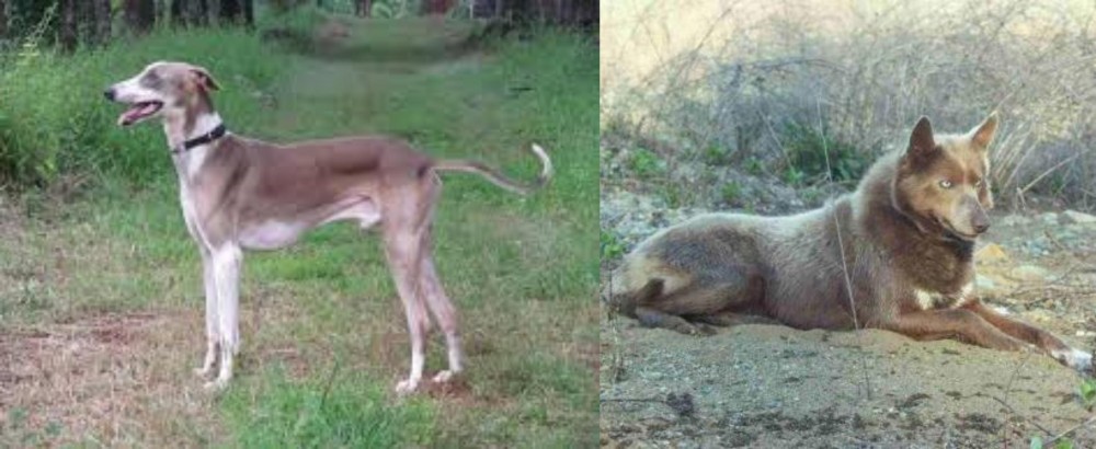 Tahltan Bear Dog vs Mudhol Hound - Breed Comparison