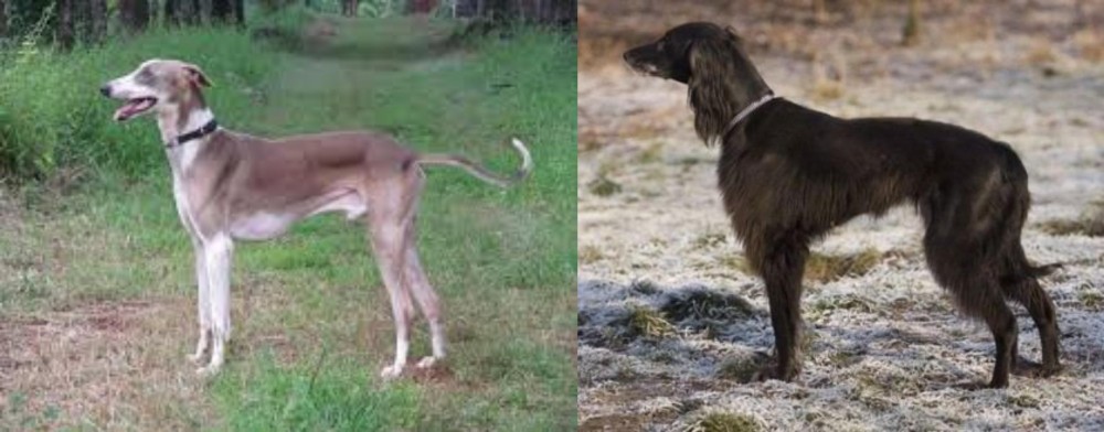 Taigan vs Mudhol Hound - Breed Comparison