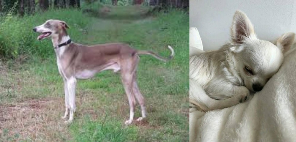 Tea Cup Chihuahua vs Mudhol Hound - Breed Comparison