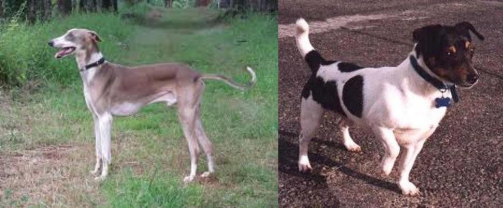 Teddy Roosevelt Terrier vs Mudhol Hound - Breed Comparison
