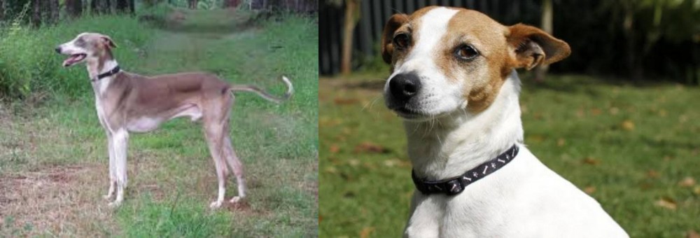Tenterfield Terrier vs Mudhol Hound - Breed Comparison