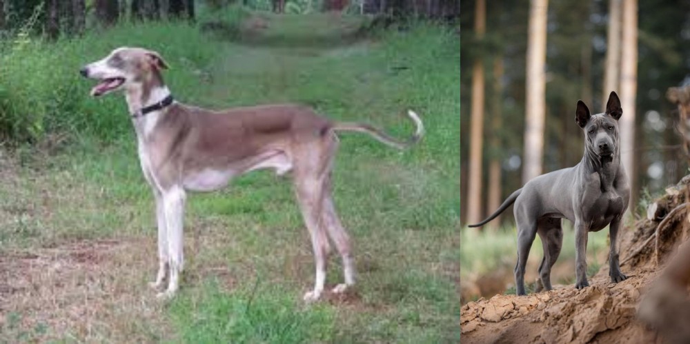 Thai Ridgeback vs Mudhol Hound - Breed Comparison
