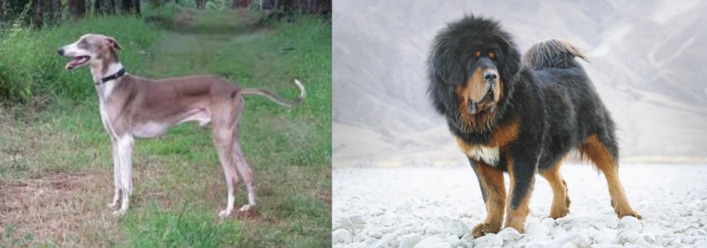 Tibetan Mastiff vs Mudhol Hound - Breed Comparison