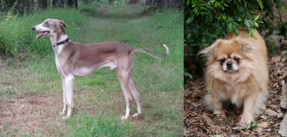 Tibetan Spaniel vs Mudhol Hound - Breed Comparison