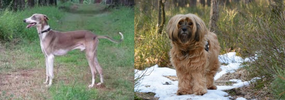 Tibetan Terrier vs Mudhol Hound - Breed Comparison