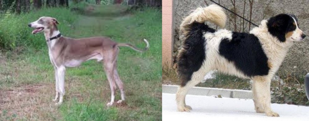 Tornjak vs Mudhol Hound - Breed Comparison