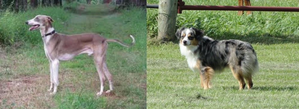 Toy Australian Shepherd vs Mudhol Hound - Breed Comparison