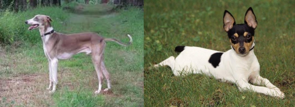 Toy Fox Terrier vs Mudhol Hound - Breed Comparison