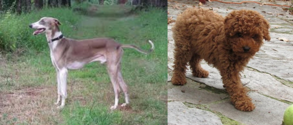 Toy Poodle vs Mudhol Hound - Breed Comparison