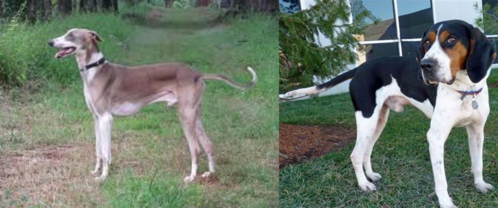 Treeing Walker Coonhound vs Mudhol Hound - Breed Comparison