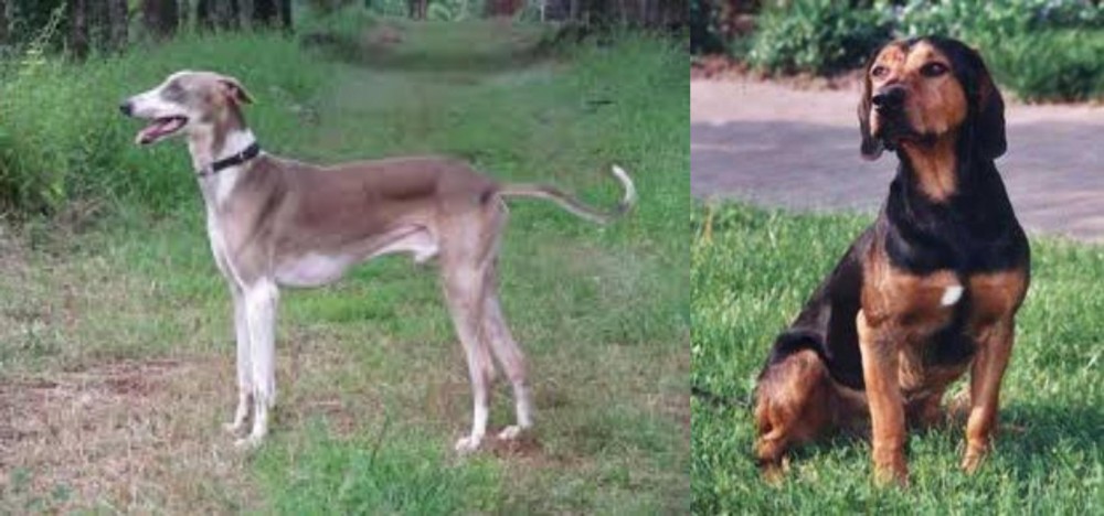 Tyrolean Hound vs Mudhol Hound - Breed Comparison