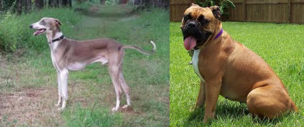 Valley Bulldog vs Mudhol Hound - Breed Comparison