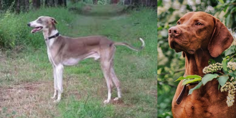 Vizsla vs Mudhol Hound - Breed Comparison
