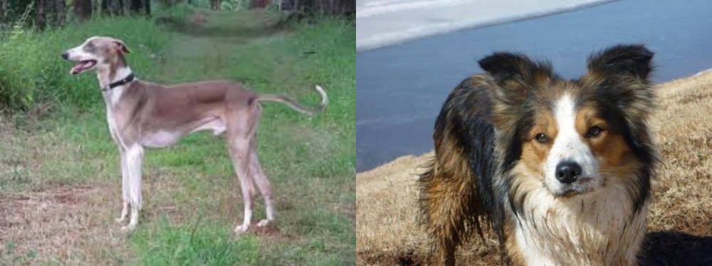 Welsh Sheepdog vs Mudhol Hound - Breed Comparison