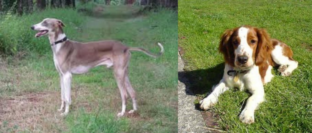 Welsh Springer Spaniel vs Mudhol Hound - Breed Comparison