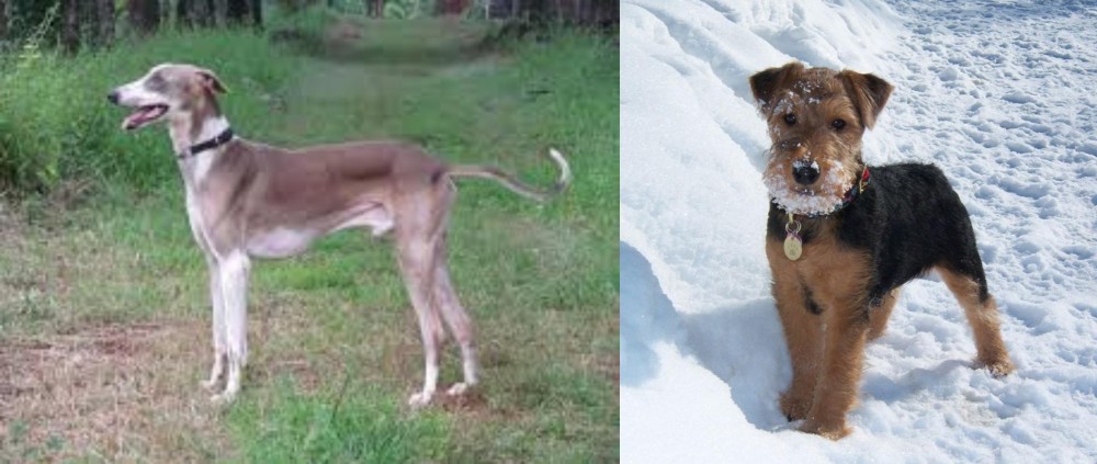 Welsh Terrier vs Mudhol Hound - Breed Comparison