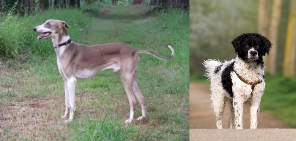 Wetterhoun vs Mudhol Hound - Breed Comparison