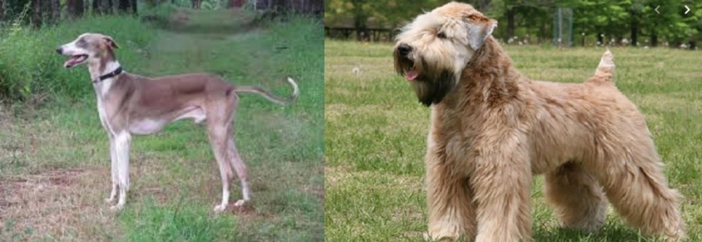 Wheaten Terrier vs Mudhol Hound - Breed Comparison