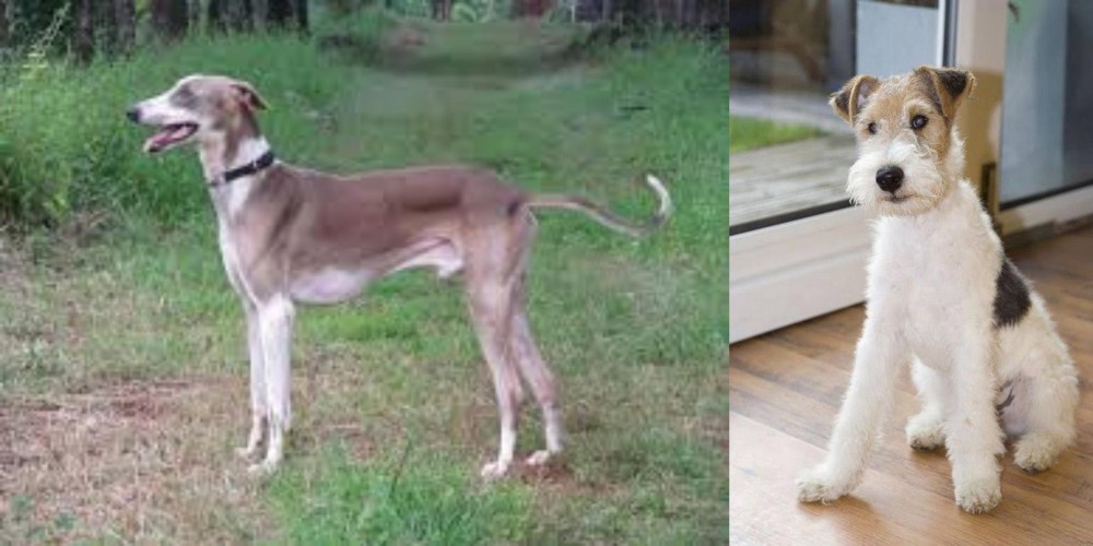 Wire Fox Terrier vs Mudhol Hound - Breed Comparison