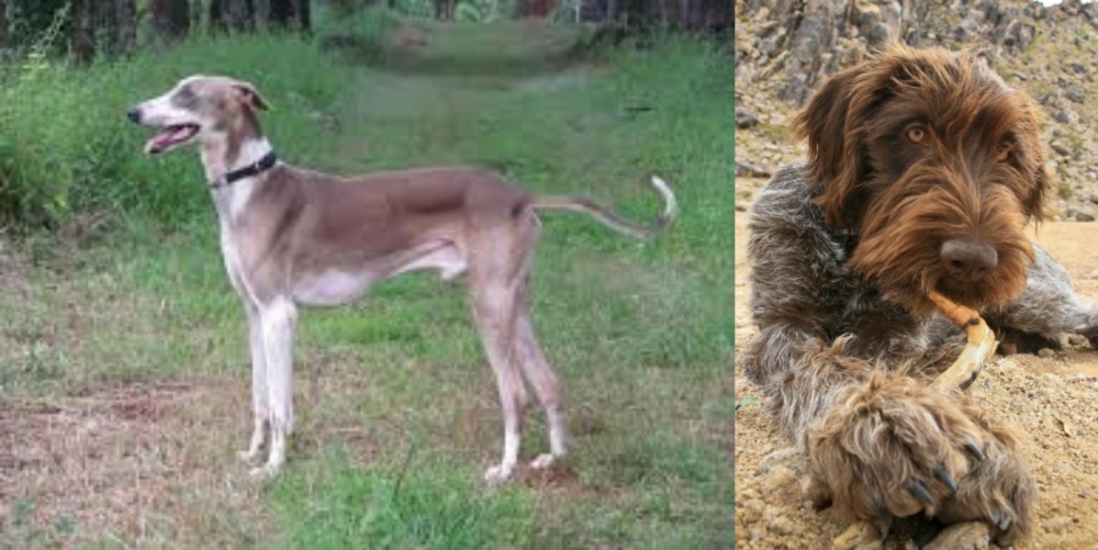 Wirehaired Pointing Griffon vs Mudhol Hound - Breed Comparison