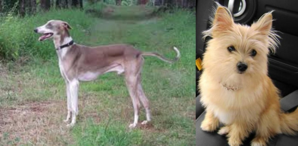 Yoranian vs Mudhol Hound - Breed Comparison
