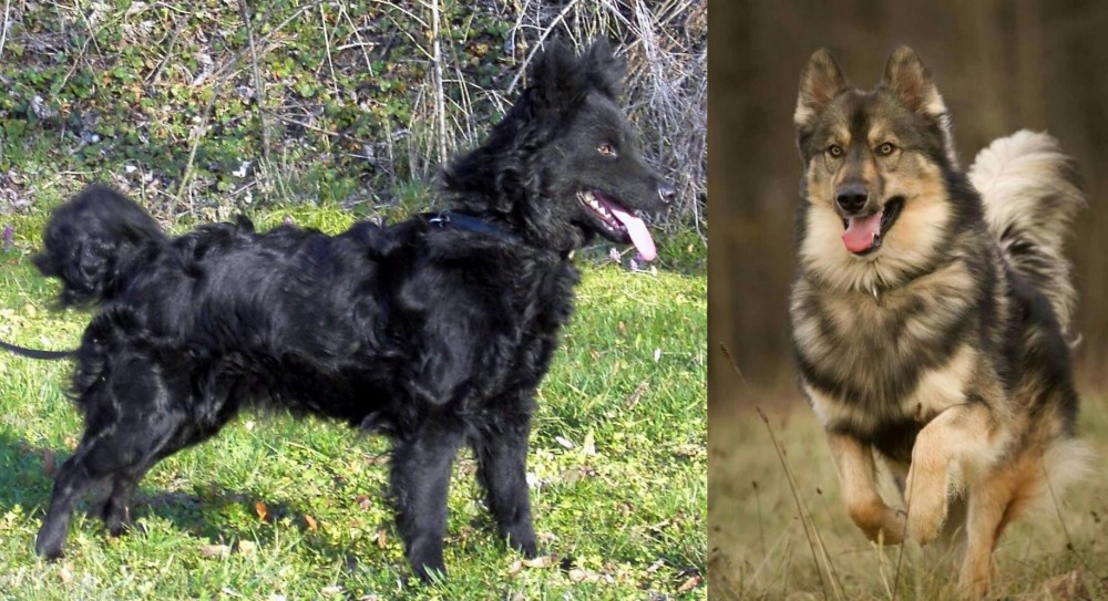 Native American Indian Dog vs Mudi - Breed Comparison