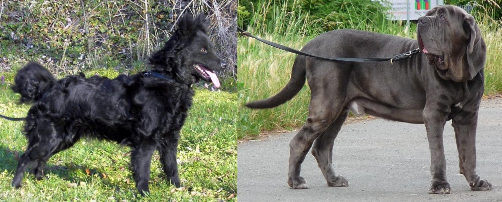 Neapolitan Mastiff vs Mudi - Breed Comparison