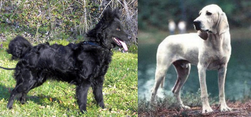 Porcelaine vs Mudi - Breed Comparison