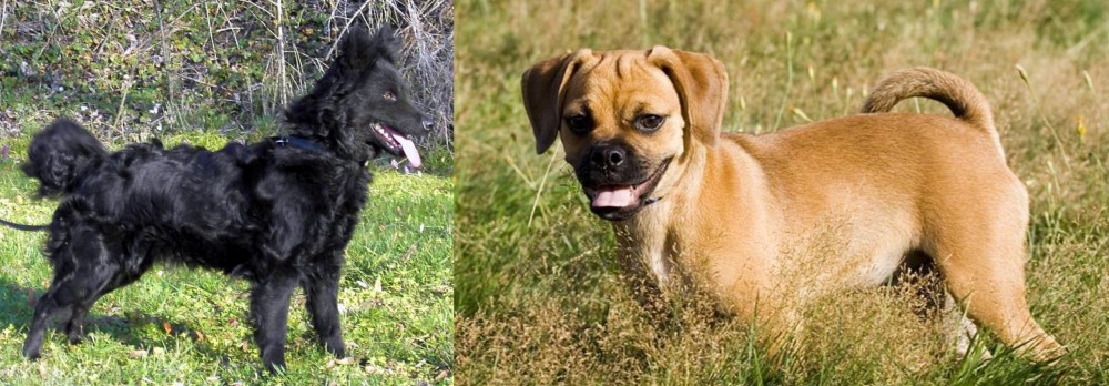 Puggle vs Mudi - Breed Comparison
